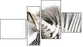 Zebra 001  - Obraz czteroczęściowy, Fortyk