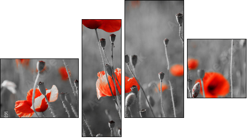 Czerwone maki – fotograficzne kontrasty natury
 - Obraz czteroczęściowy, Fortyk