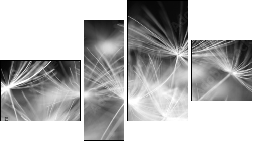 Macro beauty dandelion  - Obraz czteroczęściowy, Fortyk
