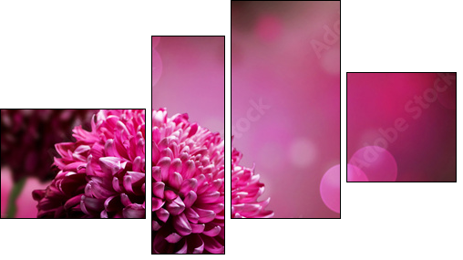 Dahlia Autumn flower design. With copy-space  - Obraz czteroczęściowy, Fortyk