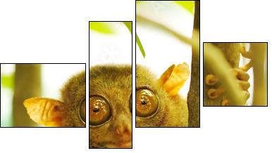 Tarsier  - Obraz czteroczęściowy, Fortyk