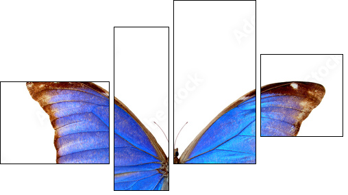 Blue morpho  - Obraz czteroczęściowy, Fortyk