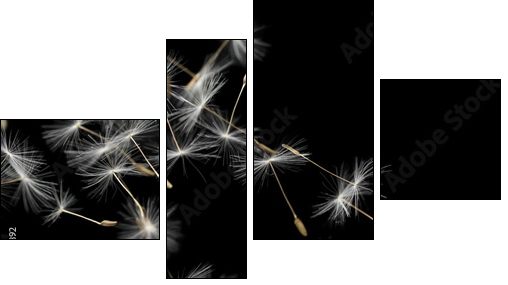 Seeds of dandelion, isolated on black  - Obraz czteroczęściowy, Fortyk