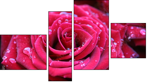 Rosa – róża w porannych kroplach
 - Obraz czteroczęściowy, Fortyk