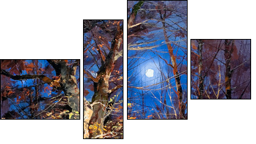 Night wood  - Obraz czteroczęściowy, Fortyk