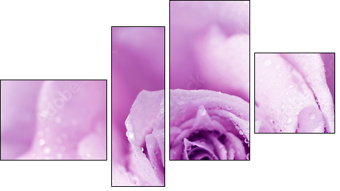 Róża w porannej rosie
 - Obraz czteroczęściowy, Fortyk