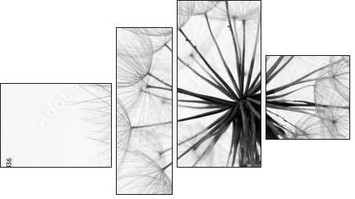 Close-up of dandelion  - Obraz czteroczęściowy, Fortyk