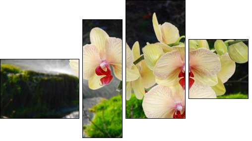 Orchideeauf Stein mit Wassertropfen  - Obraz czteroczęściowy, Fortyk