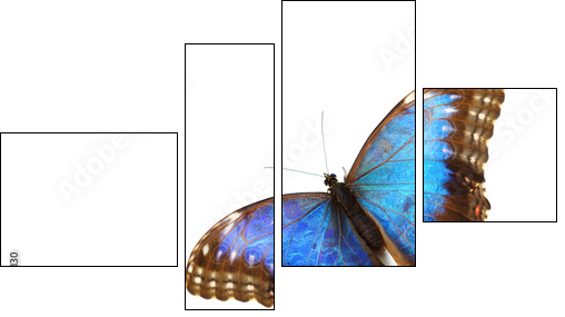 blue morpho isolated  - Obraz czteroczęściowy, Fortyk