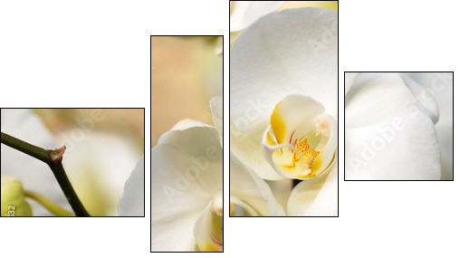 White orchid  - Obraz czteroczęściowy, Fortyk