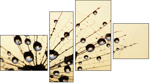 dandelion seed  - Obraz czteroczęściowy, Fortyk