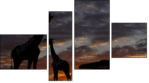 giraffes in the sunset  - Obraz czteroczęściowy, Fortyk