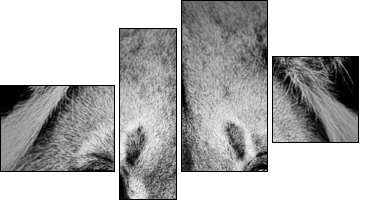 Lion Portrait  - Obraz czteroczęściowy, Fortyk