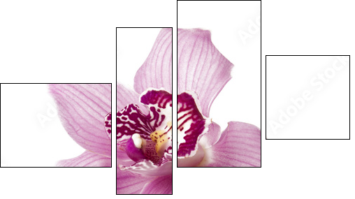 Pink orchid on a white background  - Obraz czteroczęściowy, Fortyk