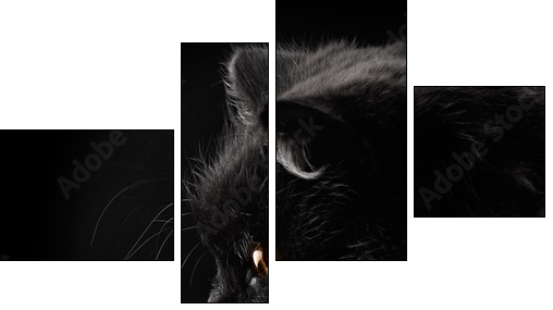 black persian cat on black background  - Obraz czteroczęściowy, Fortyk