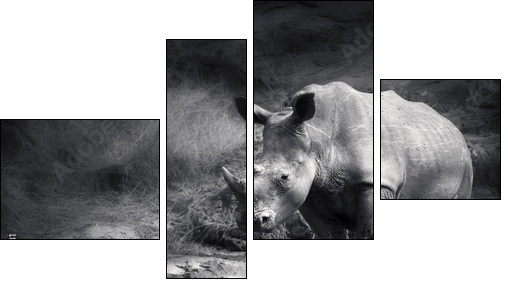 White Rhinoceros  - Obraz czteroczęściowy, Fortyk