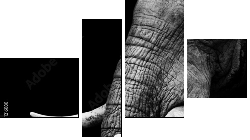 African Elephant Close Up  - Obraz czteroczęściowy, Fortyk