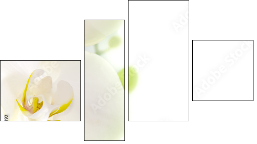 orquÃ­dea blanca sobre fondo blanco  - Obraz czteroczęściowy, Fortyk