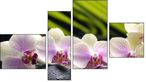 Set of branch orchid with stones- palm leaf background  - Obraz czteroczęściowy, Fortyk