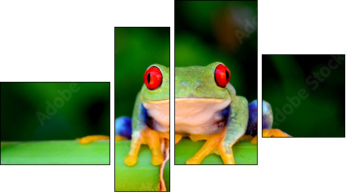 Red eyed tree frog looking curious  - Obraz czteroczęściowy, Fortyk