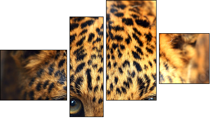 Leopard portrait  - Obraz czteroczęściowy, Fortyk