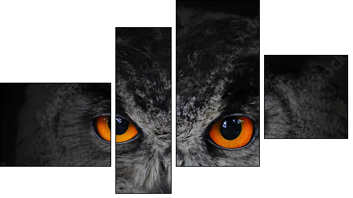 The evil eyes. ( Eagle Owl, Bubo bubo).  - Obraz czteroczęściowy, Fortyk