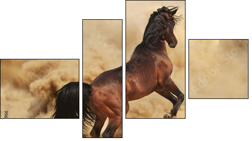 Purebred arabic stallion in desert  - Obraz czteroczęściowy, Fortyk
