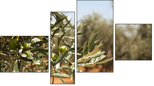 Olive plantation and olives on branch  - Obraz czteroczęściowy, Fortyk