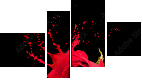red rose splashes  - Obraz czteroczęściowy, Fortyk