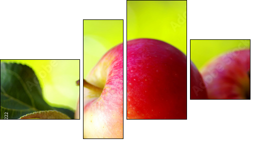 Aksamitna słodycz - dojrzałe jabłka - Obraz czteroczęściowy, Fortyk