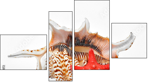 tropical sea shells  - Obraz czteroczęściowy, Fortyk