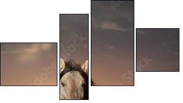 wild stallion running in sunset  - Obraz czteroczęściowy, Fortyk