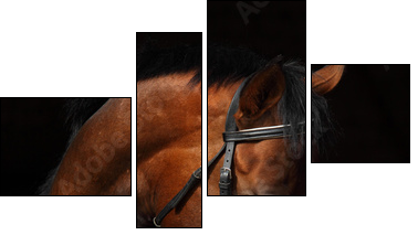 Bay Trakehner Horse with classic bridle  - Obraz czteroczęściowy, Fortyk