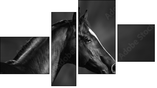 Black and white portrait of arabian stallion  - Obraz czteroczęściowy, Fortyk