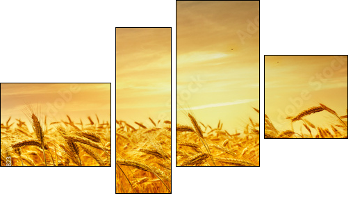 A field of wheat in the golden light of sunset.  - Obraz czteroczęściowy, Fortyk