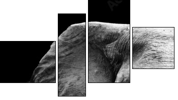 Elephant Close Up  - Obraz czteroczęściowy, Fortyk