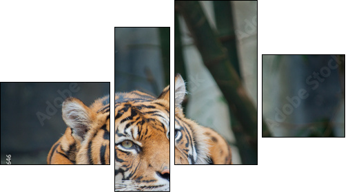 Endangered Sumatran Tiger  - Obraz czteroczęściowy, Fortyk