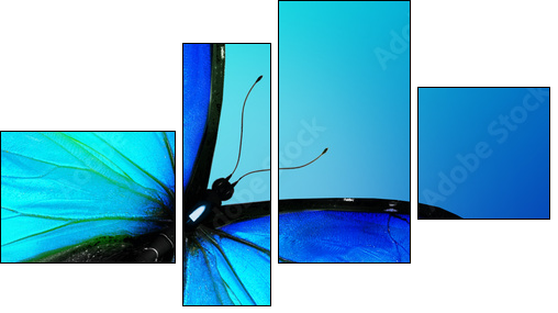 Blue butterfly on blue background  - Obraz czteroczęściowy, Fortyk