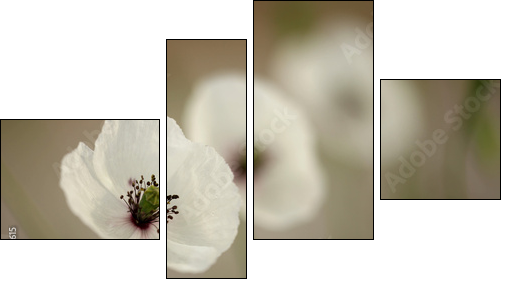 Poppy  - Obraz czteroczęściowy, Fortyk