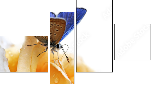 blue butterfly isolated on white background  - Obraz czteroczęściowy, Fortyk