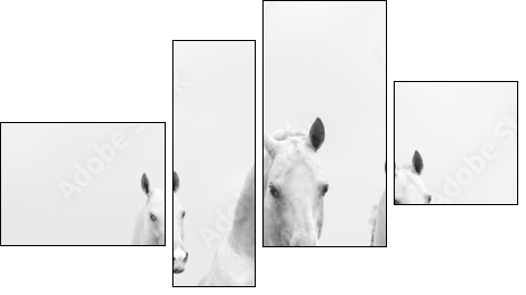 white horses in dust  - Obraz czteroczęściowy, Fortyk