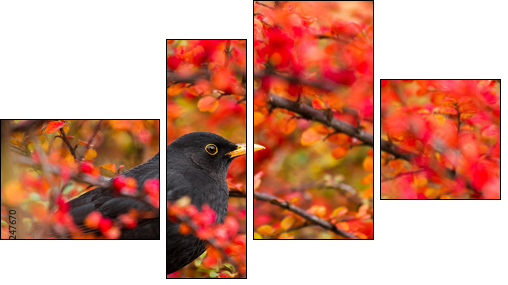 Common Blackbird (Turdus merula)  - Obraz czteroczęściowy, Fortyk