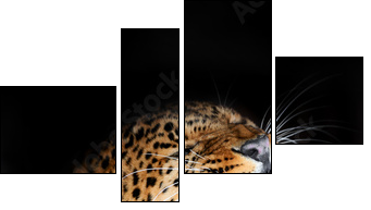 Leopard  - Obraz czteroczęściowy, Fortyk