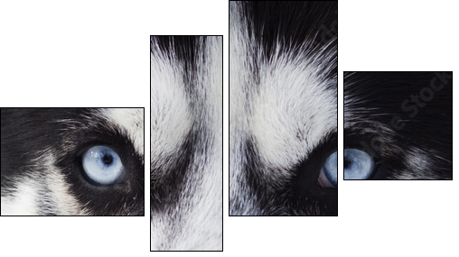 Close up on blue eyes of husky  - Obraz czteroczęściowy, Fortyk