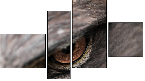 Steppe Eagle  - Obraz czteroczęściowy, Fortyk