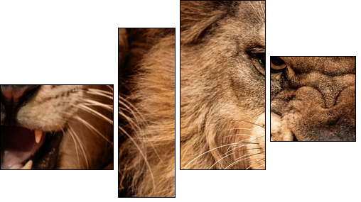 Close-up shot of two roaring lion  - Obraz czteroczęściowy, Fortyk
