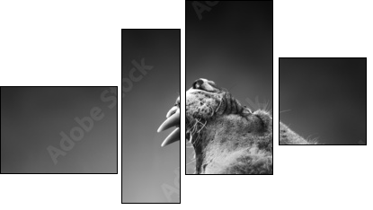 Lion displaying dangerous teeth  - Obraz czteroczęściowy, Fortyk