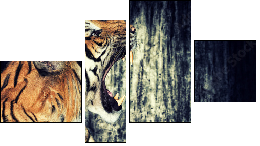 Tiger against grunge wall  - Obraz czteroczęściowy, Fortyk