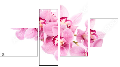 pink orchid flowers isolated  - Obraz czteroczęściowy, Fortyk
