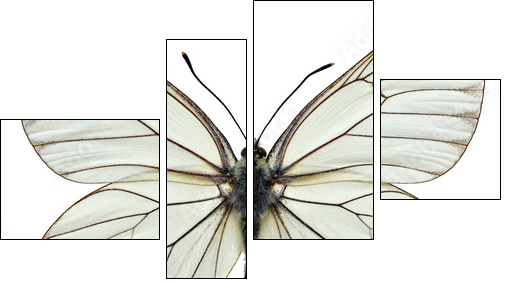 Isolated Black-veined White butterfly  - Obraz czteroczęściowy, Fortyk